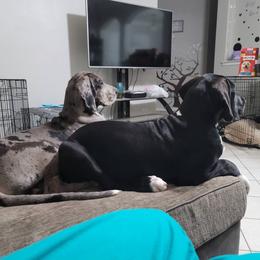 Great Dane All Grown Up from Majestic Giants Great Danes