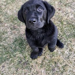 Labrador Retriever Puppies from Bear Bones Labradors
