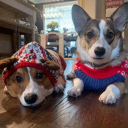 Pembroke Welsh Corgis from Noel Farms
