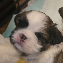 Gunner - Gold and white male Shih Tzu puppy in Greensburg, Pennsylvania from JuJenn Shih Tzus
