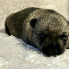 Meatball - Gray female Swedish Vallhund puppy in Cameron, North Carolina from Firefly Farms