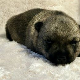 Meatball - Gray female Swedish Vallhund puppy in Cameron, North Carolina from Firefly Farms
