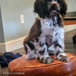 Angelica - Brown and white female Cocker Spaniel puppy in Perry, Arkansas from Parker's Cockapoos