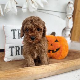 Scotch - Red male Cavapoo puppy in Mesa, Arizona from Pedersendoodles