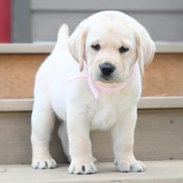 Miss Pink Stormi-Bosley - Yellow female Labrador Retriever puppy in Pasco, Washington from ROCK CREEK LABRADORS Pasco, WA