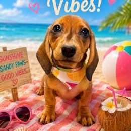 Reba - Red female Dachshund puppy in Ozark, Alabama from The Southern Sasuage Co
