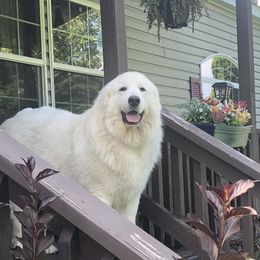 Gracie  - Great Pyrenees
