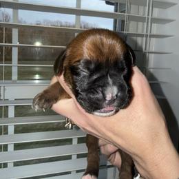 Female 1 - Fawn female Boxer puppy in Jamesville, New York from Reynolds Homestead Boxers