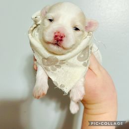 Maltese, Maltipoo, Poodle, and Yorkshire Terrier Puppies from Paw Perfect Pets