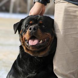 Odin Blue - Rottweiler