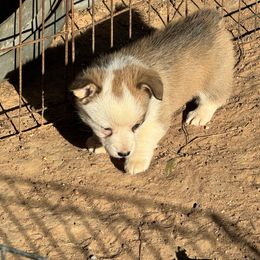 Bronco(blue) - Red male Pembroke Welsh Corgi puppy in Millsap, Texas from Punchy Pembroke Ranch