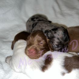 Dachshund Puppies from McJazzin Doxies