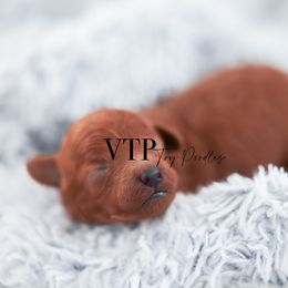 Boy 1 - Red  male Poodle puppy in Las Vegas, Nevada from Vegas Toy Poodles