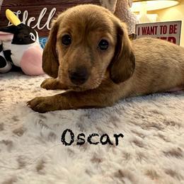Oscar - Dachshund puppy from The Dachshund Barn