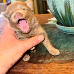 Boy b - Lavender male Pomeranian puppy in Knoxville, Tennessee from Thea's Puppies