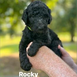 Rocky - Black male Poodle puppy in Athens, Georgia from Alexander’s Standard Poodles