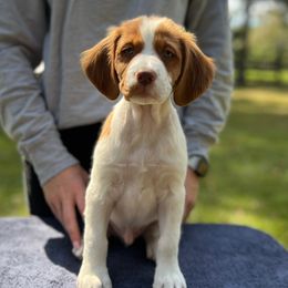 Brown Boy - Orange and white male Brittany puppy in Milner, Georgia from Hi-Hope Kennel