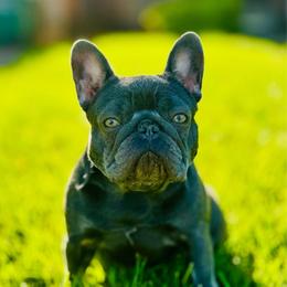 Sage - French Bulldog