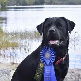 Labrador Retrievers from Onway Lake Labradors
