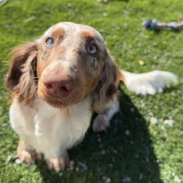 Dolly - Dachshund