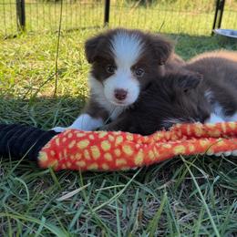 Gible - Chocolate male Border Collie puppy in Hephzibah, Georgia from Astoria Border Collies