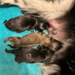 Lucky - Tri-colored male Pomeranian puppy in Zavalla, Texas from Precious Puff Poms