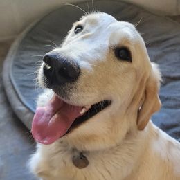 Star - Golden Retriever