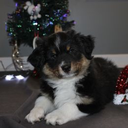 Miniature American Shepherd Puppies from LF Ranch