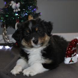 Miniature American Shepherd Puppies from LF Ranch