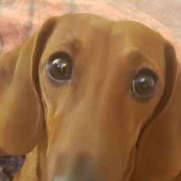 Dachshunds from Michelle