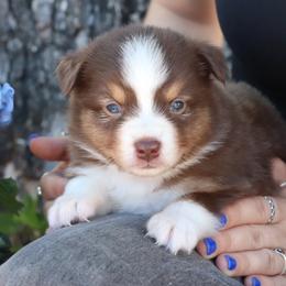 RTF1 - Reba - Red tri female Miniature Australian Shepherd puppy in Goliad, Texas from Sassy Lil Aussies and Diamond W Poodles