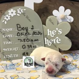 New Year, New Baby.......New Years Baby Boy 2 - White male West Highland White Terrier puppy in Colorado from Busy Bee Westies