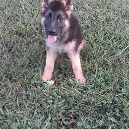 German Shepherd Puppies from Countryside Kennel