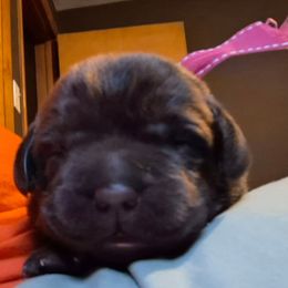 Girl 3 - Labrador Retriever puppy from Brownstone Labradors
