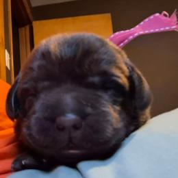 Girl 3 - Labrador Retriever puppy from Brownstone Labradors
