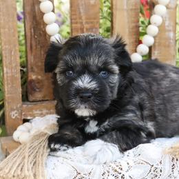 Miniature Schnauzer and Poodle Puppies from Crystal Rose Canines