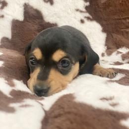Dachshund Puppies from Pasek Kennels