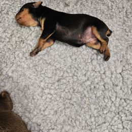 Miniature Pinscher Puppies from Jersey little devils