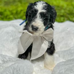 Aussiedoodle and Bernedoodle Puppies from Magnolia Grove Farms