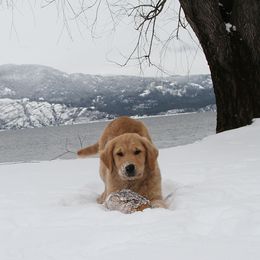 Golden Retriever Puppies from DoubleTake Goldens