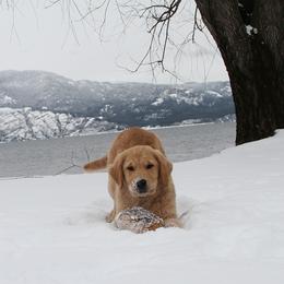 Golden Retriever Puppies from DoubleTake Goldens
