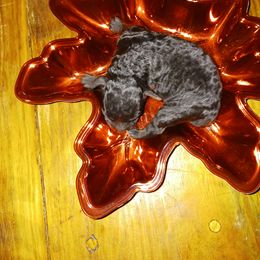 Girl 2 - Black Poodle puppy in Huntington, Texas from Pawsome Poodles