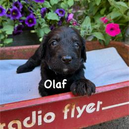 Olaf - Black male Bernedoodle puppy in Rochester, Minnesota from Marbel Wood Doodles