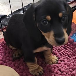Dachshund Puppies from Happy Acres  Miniature Dachshunds