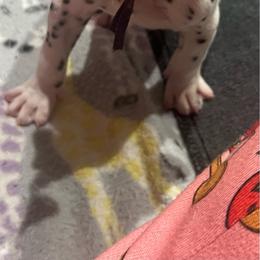 Butterfinger - White and black female Dalmatian puppy in Austin, Texas from Dazzling Dalz