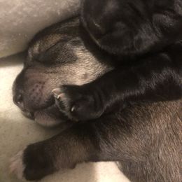 Miniature Schnauzer and Poodle Puppies from Bits & Bytes Farm