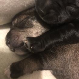 Miniature Schnauzer and Poodle Puppies from Bits & Bytes Farm