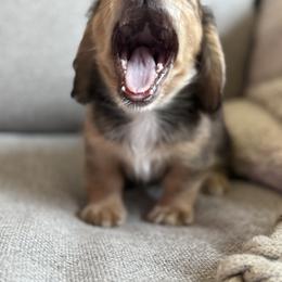 Dachshund Puppies from Royal Dachshunds