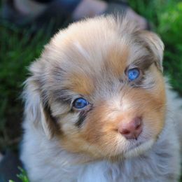 Australian Shepherd Puppies from Dream E River Ranch