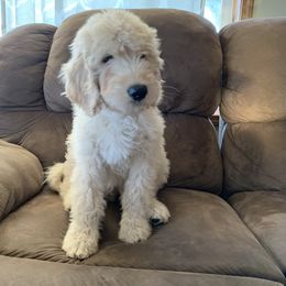 Goldendoodle Puppies from Rolling Acres Doodles and Poodles